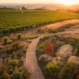 Brooks Winery garden and vineyard landscape